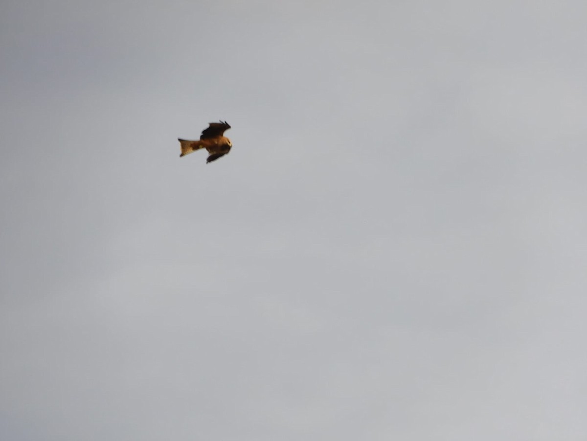 Black Kite - ML642969028