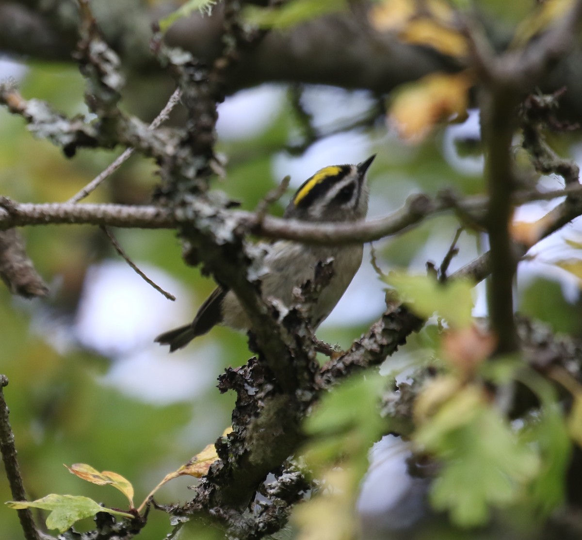 Golden-crowned Kinglet - ML642969053