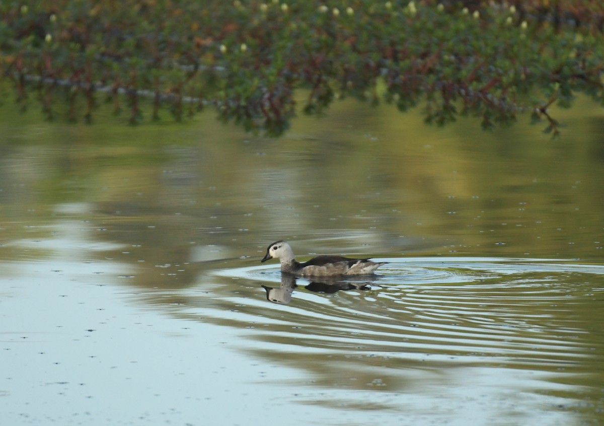 Cotton Pygmy-Goose - ML642969055
