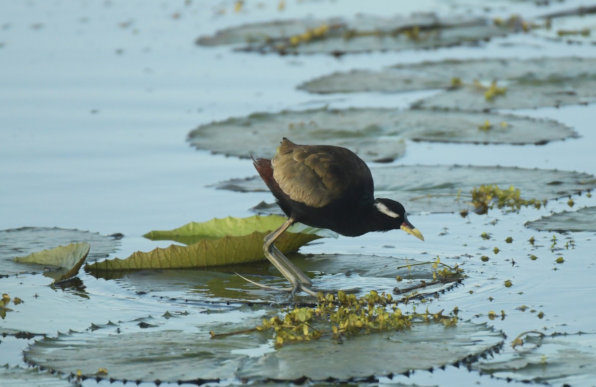 Bronze-winged Jacana - ML642969066