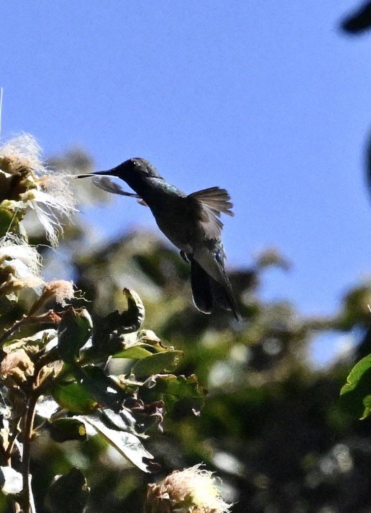 White-vented Violetear - ML642969067