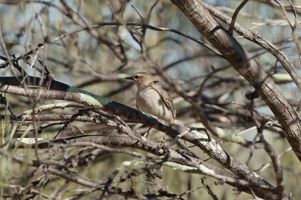 Rufous Songlark - ML642969094