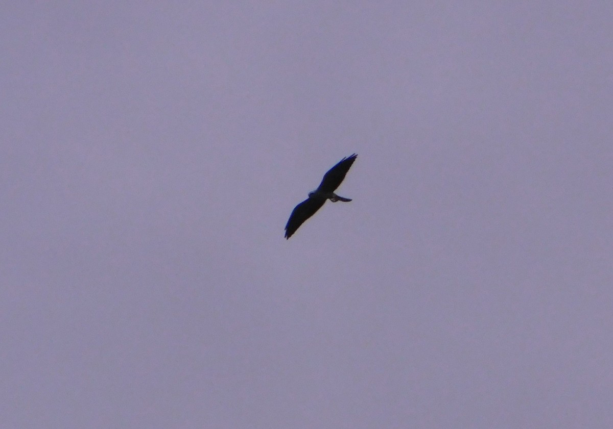 Mississippi Kite - ML642969102