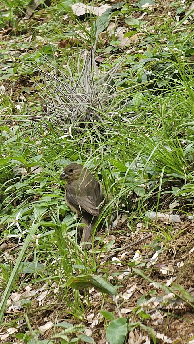 Thick-billed Seed-Finch - ML642969103