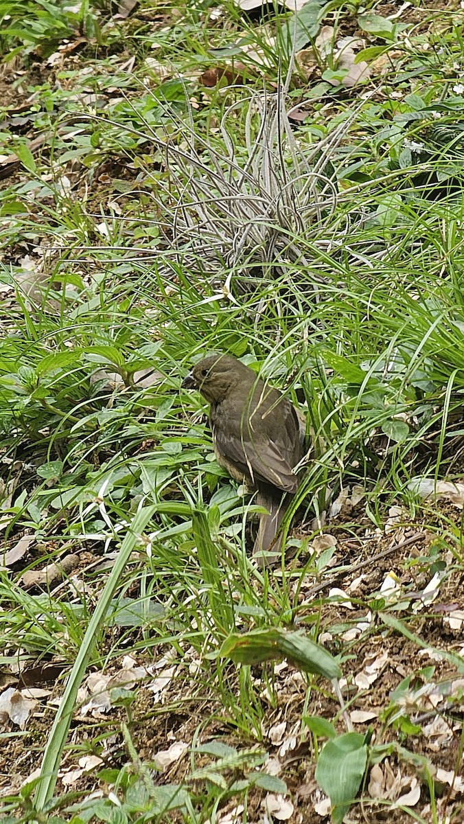 Thick-billed Seed-Finch - ML642969104