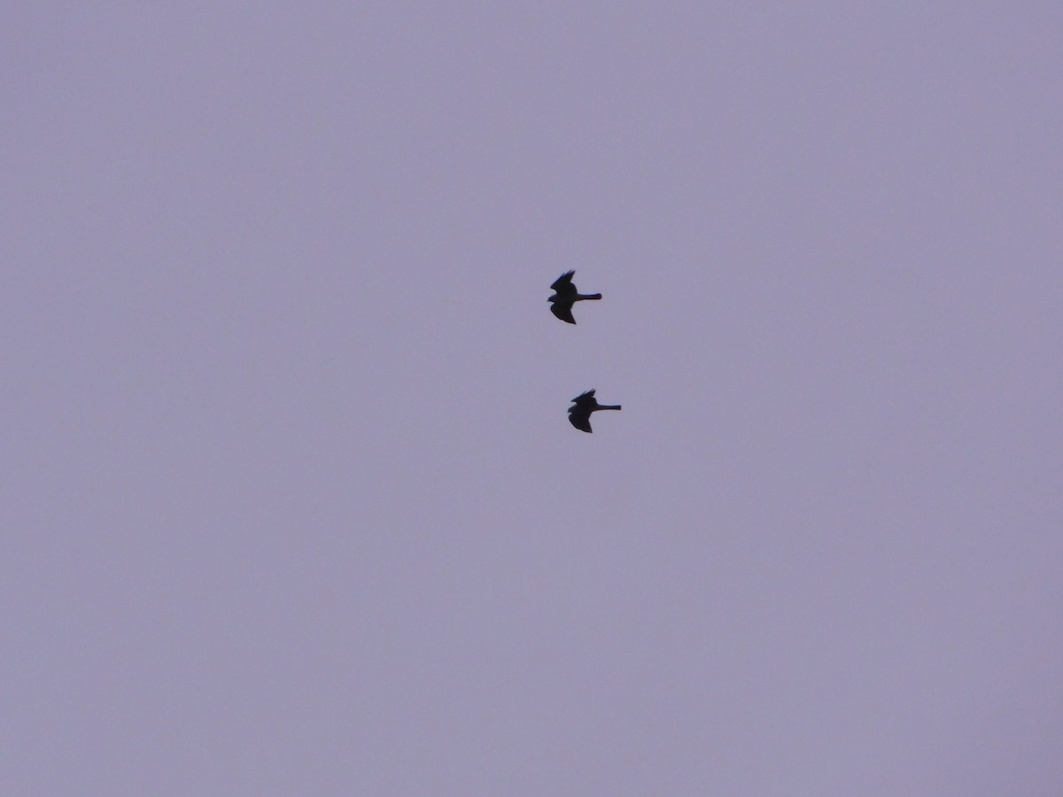 Mississippi Kite - ML642969105