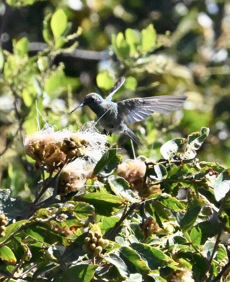 White-vented Violetear - ML642969118