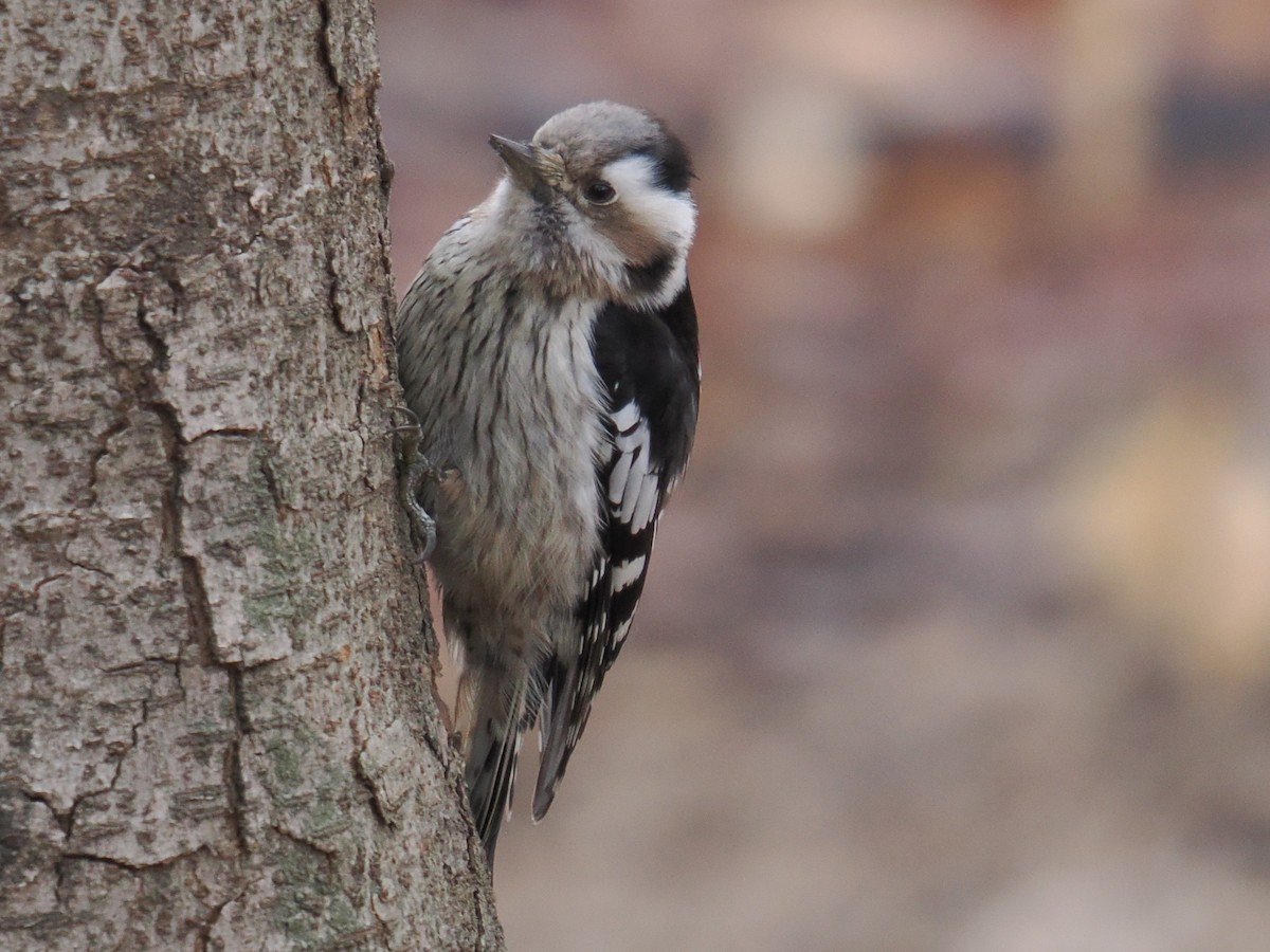 Gray-capped Pygmy Woodpecker - ML642969123