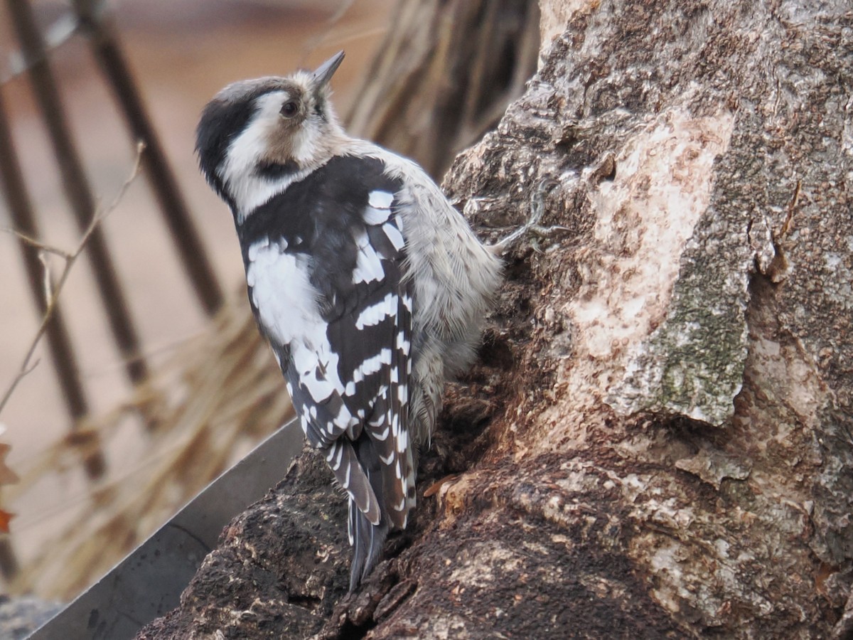 Gray-capped Pygmy Woodpecker - ML642969124
