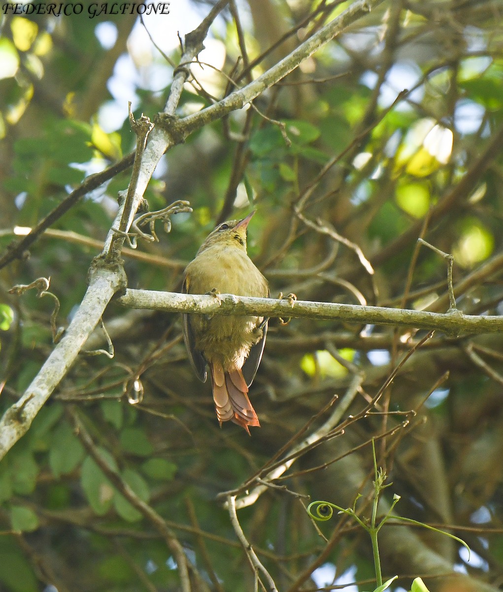 Olive Spinetail - ML642969130