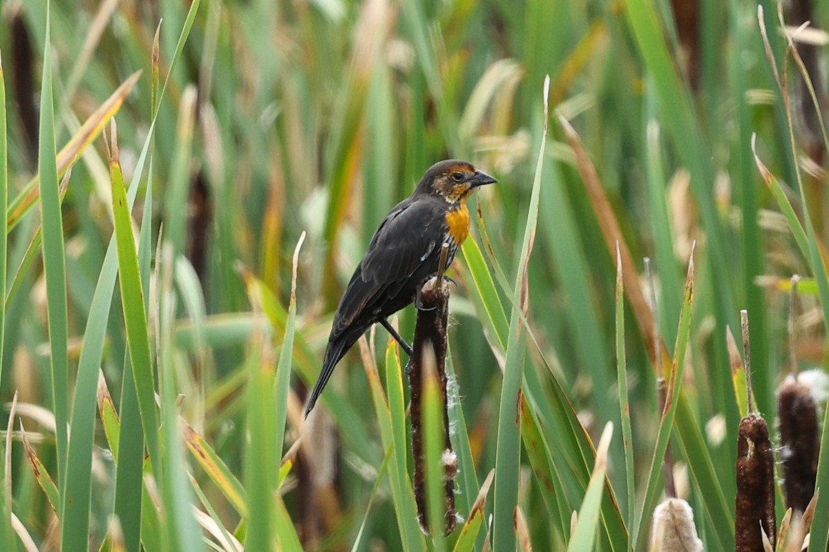 Yellow-headed Blackbird - ML642969136