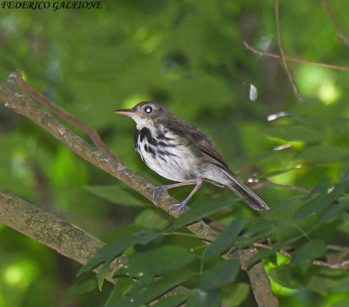 Southern Antpipit - ML642969149