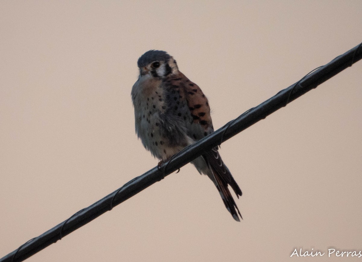 American Kestrel - ML642969152
