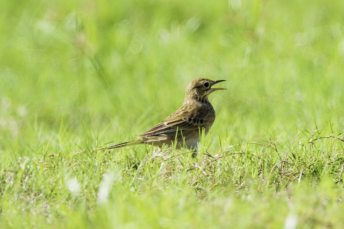 Richard's Pipit - ML642969153