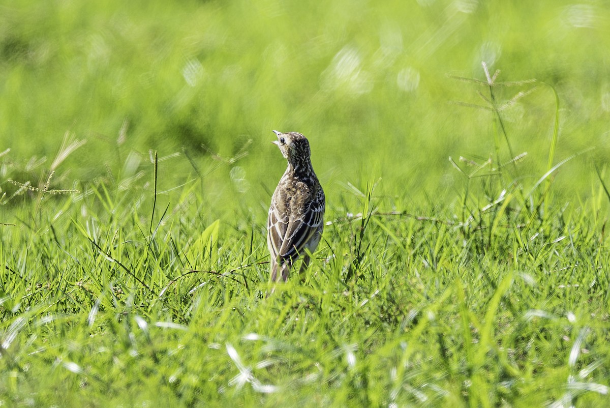 Richard's Pipit - ML642969154