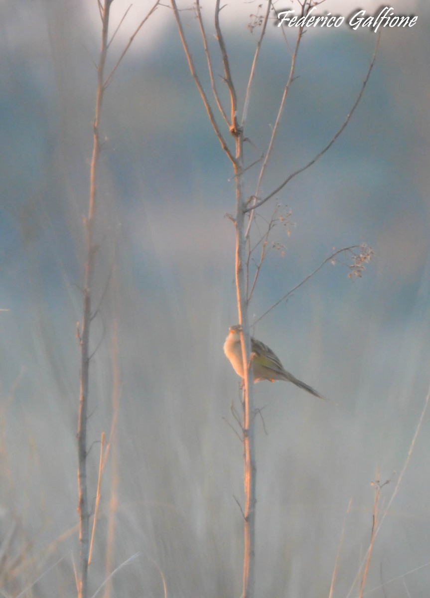 Wedge-tailed Grass-Finch - ML642969156