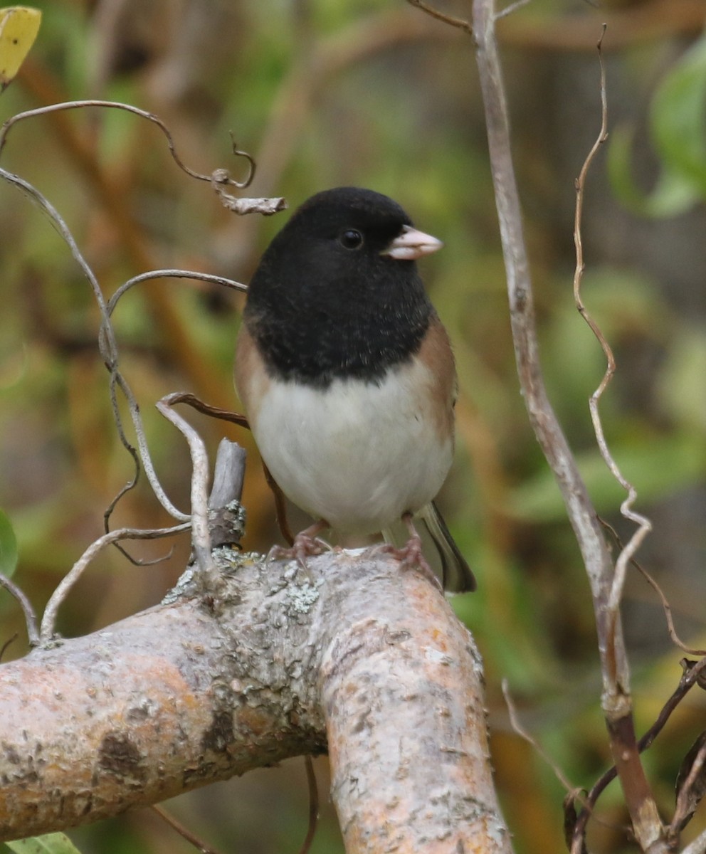 Dark-eyed Junco (Oregon) - ML642969162