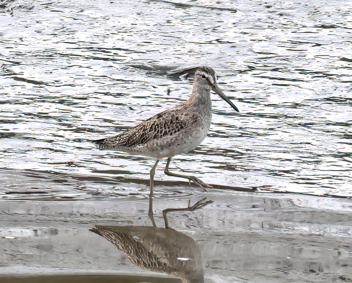 Short-billed Dowitcher - ML642969167