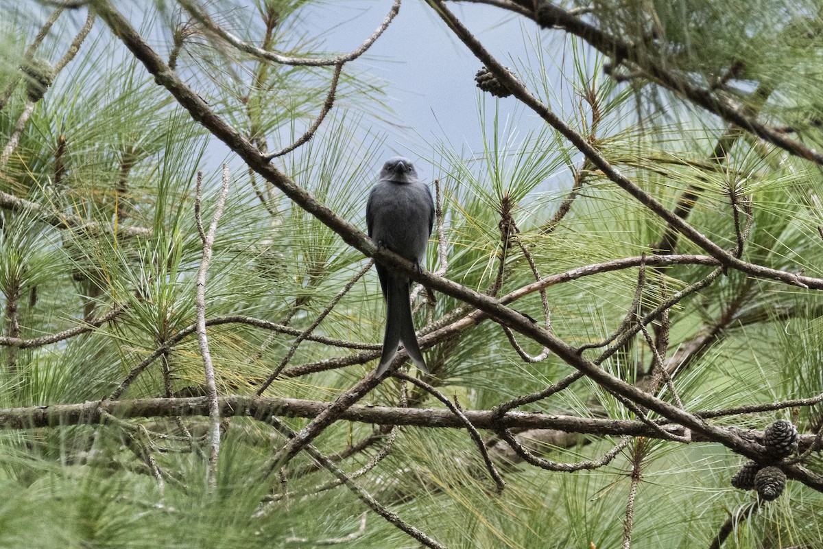 askedrongo - ML642969170