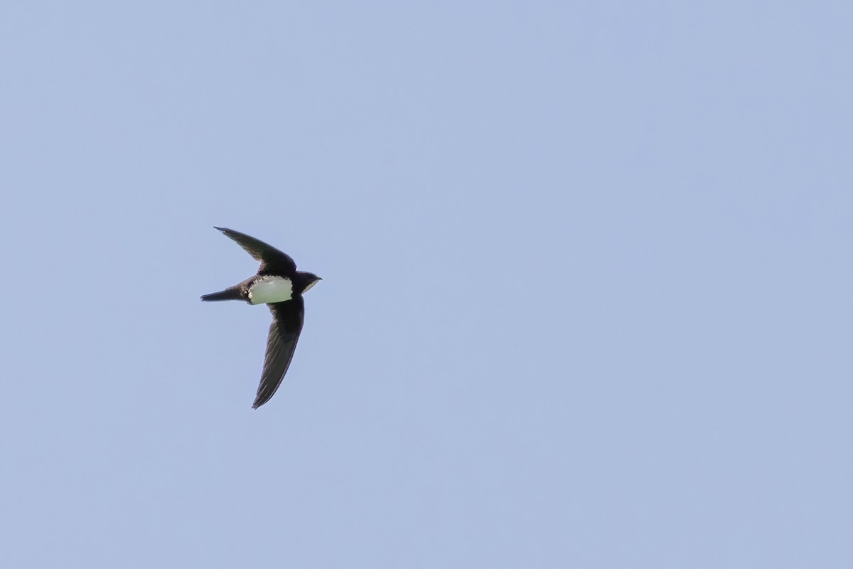 Alpine Swift - ML642969172