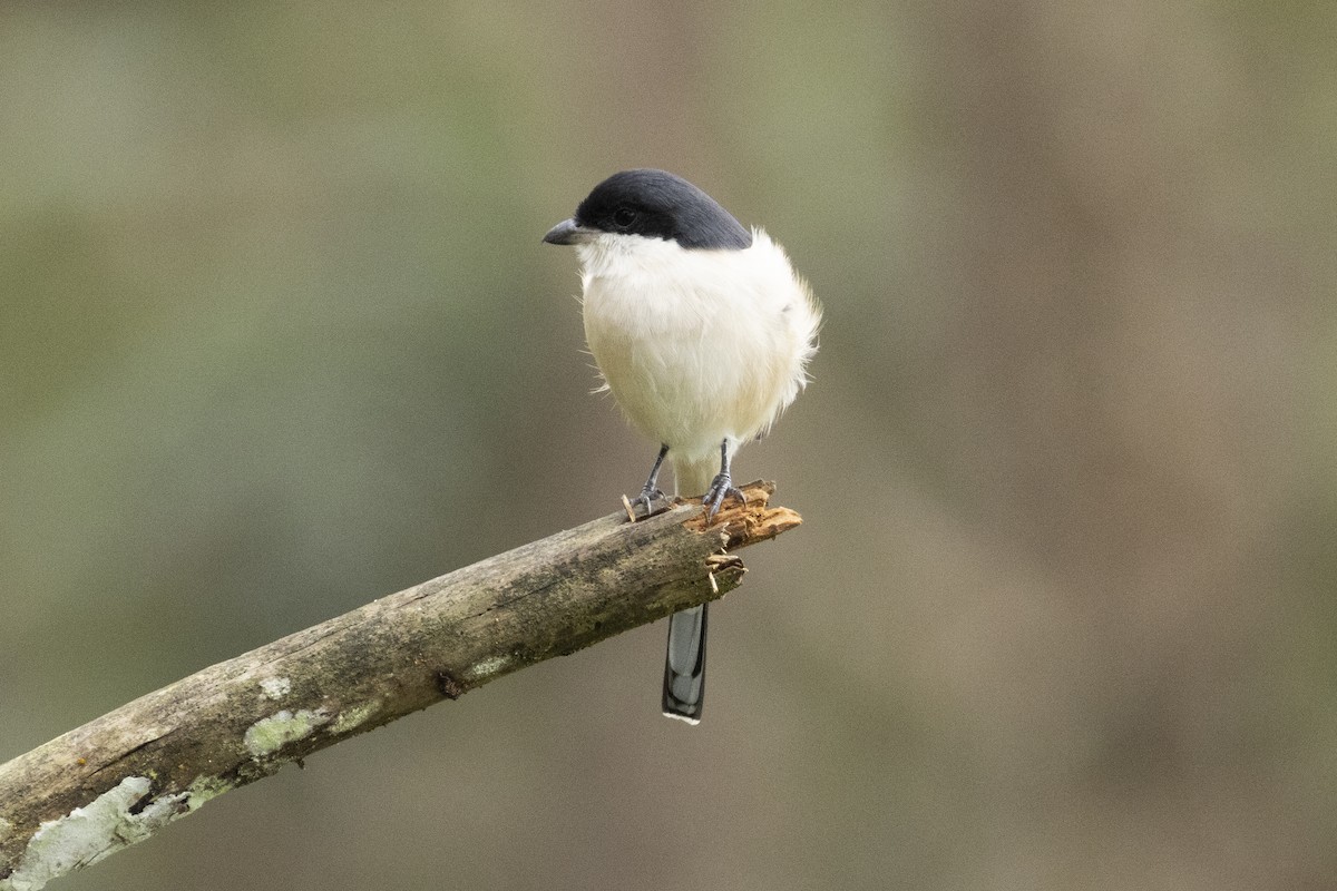 Burmese Shrike - ML642969174