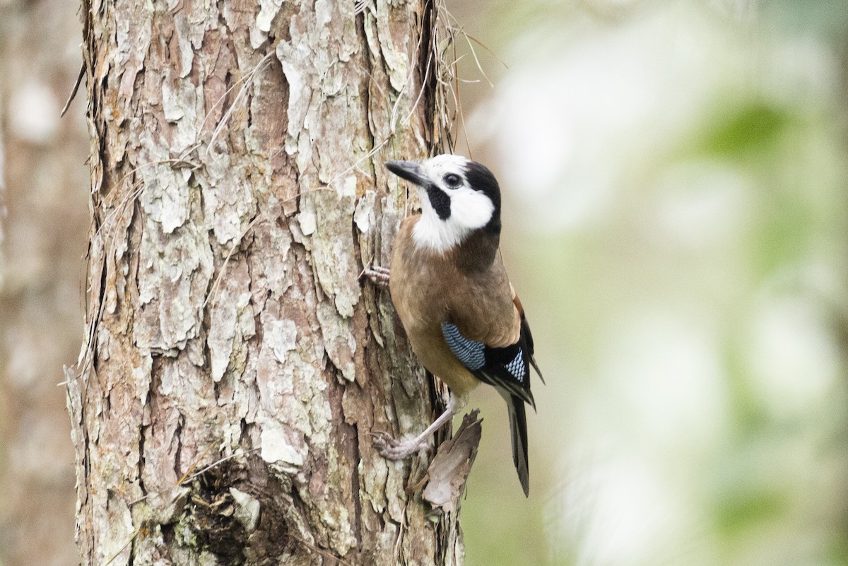 Eurasian Jay - ML642969176