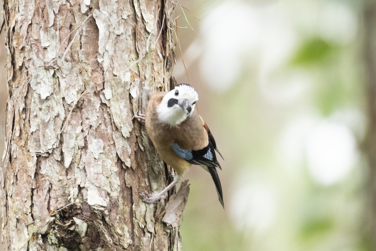 Eurasian Jay - ML642969177