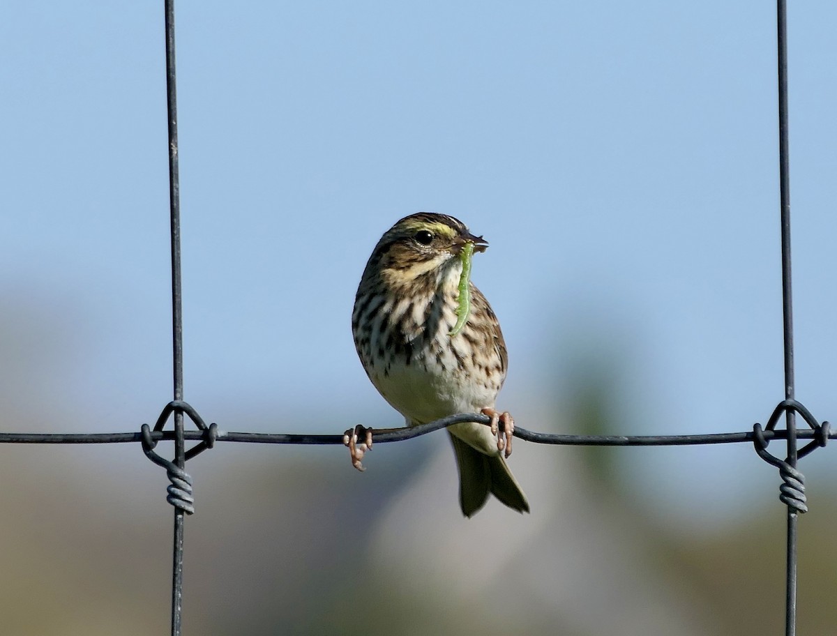 Savannah Sparrow (Savannah) - ML642969182