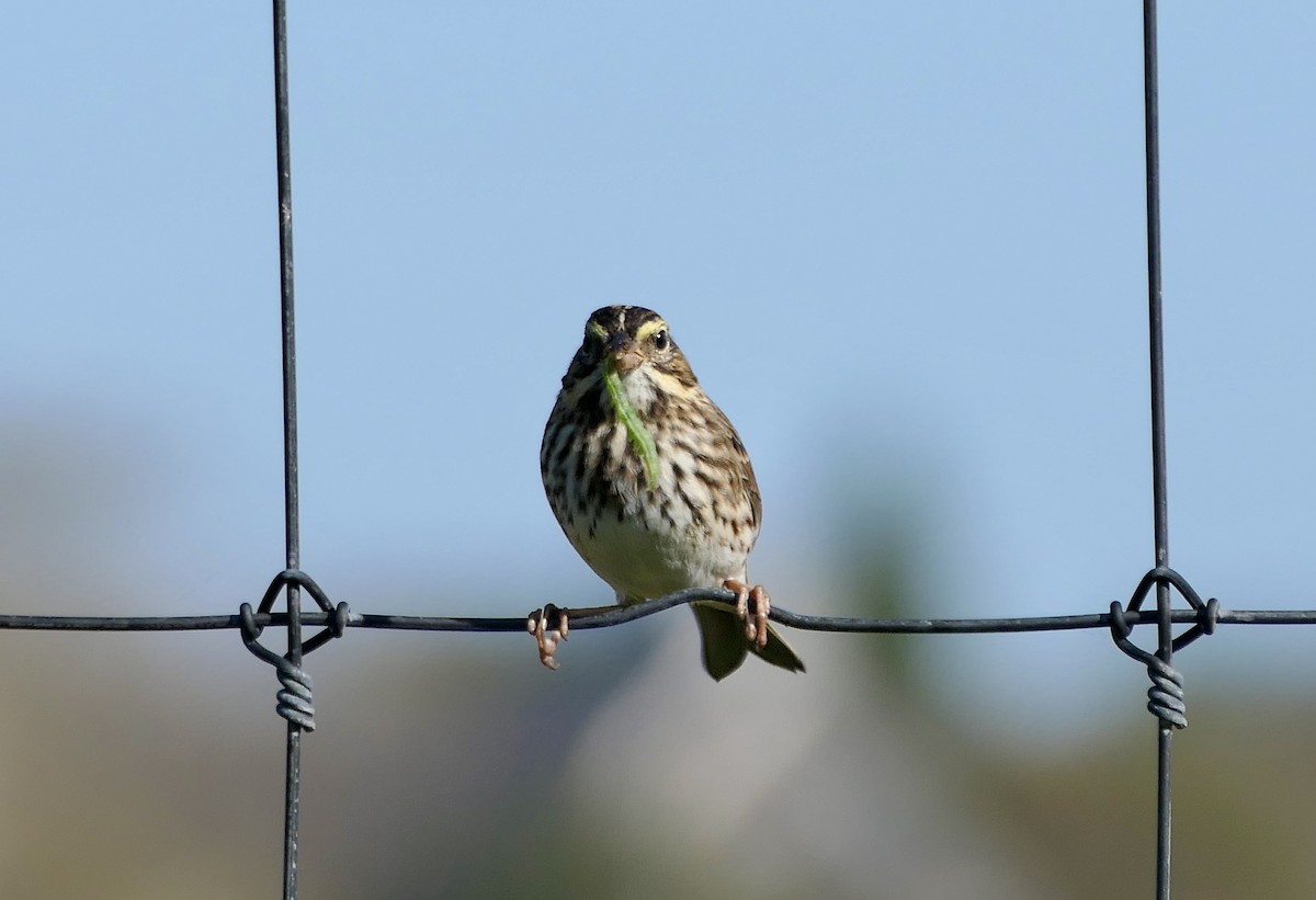 Savannah Sparrow (Savannah) - ML642969186
