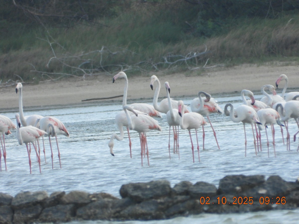 Ягаан нал - ML642969187