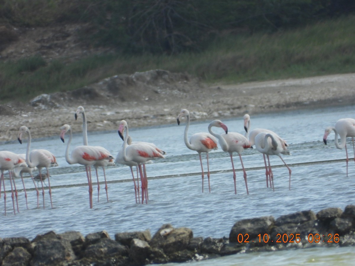 Ягаан нал - ML642969188