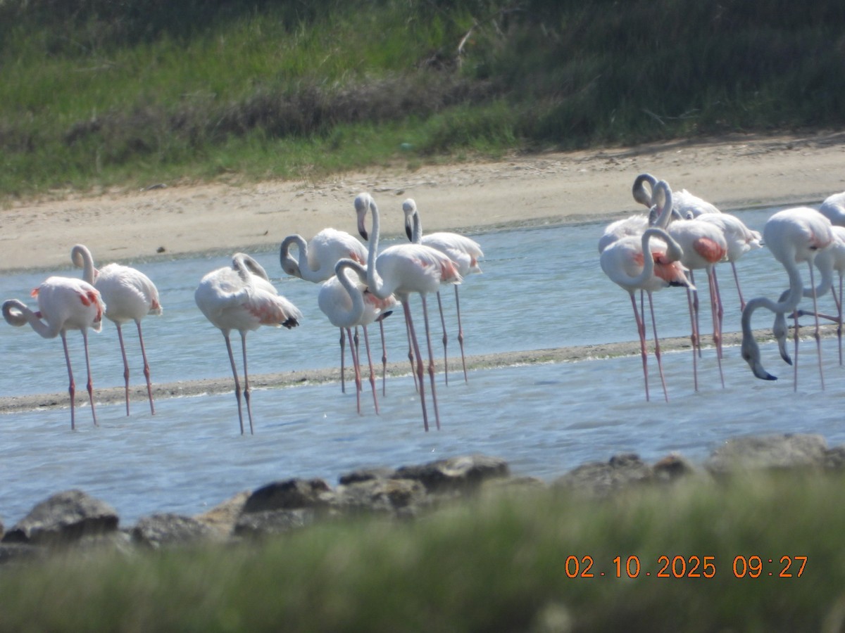 Ягаан нал - ML642969190