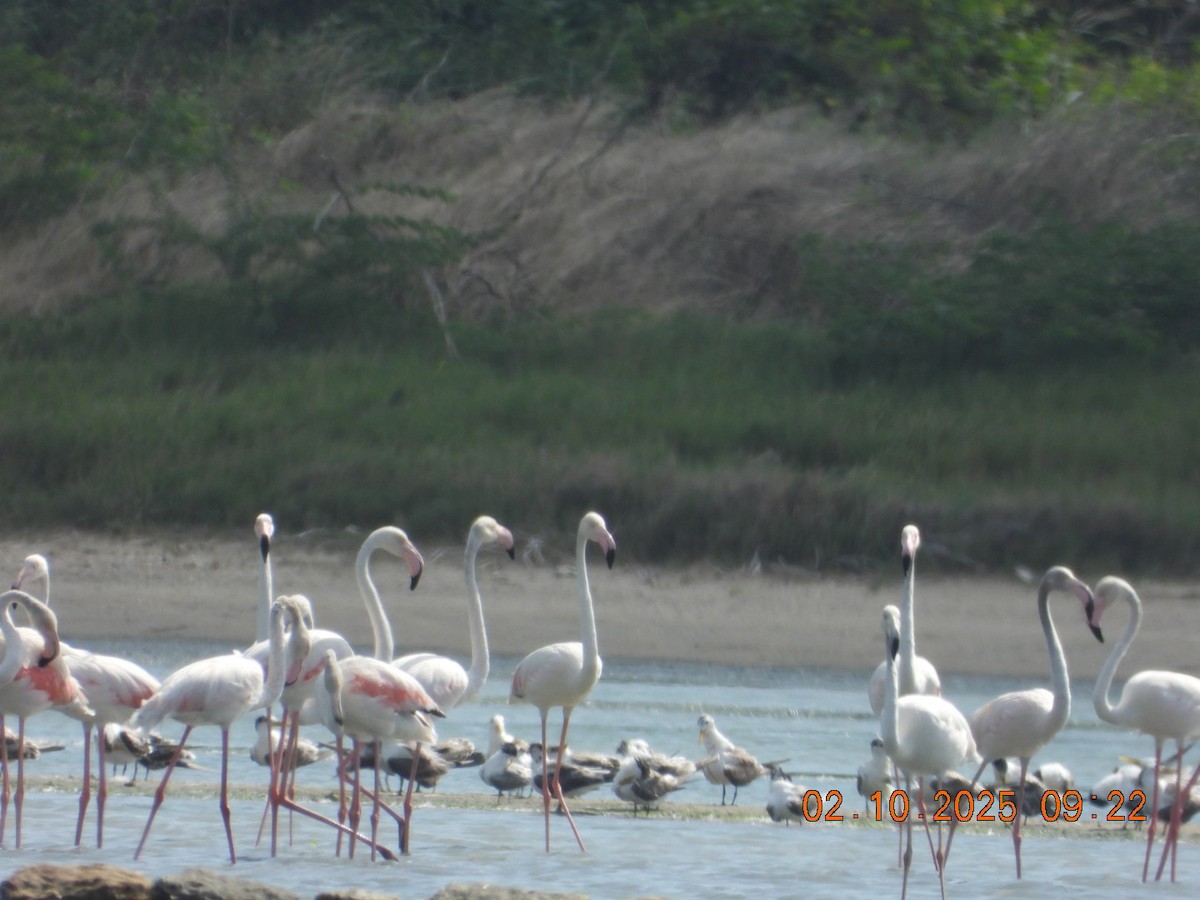 Ягаан нал - ML642969191