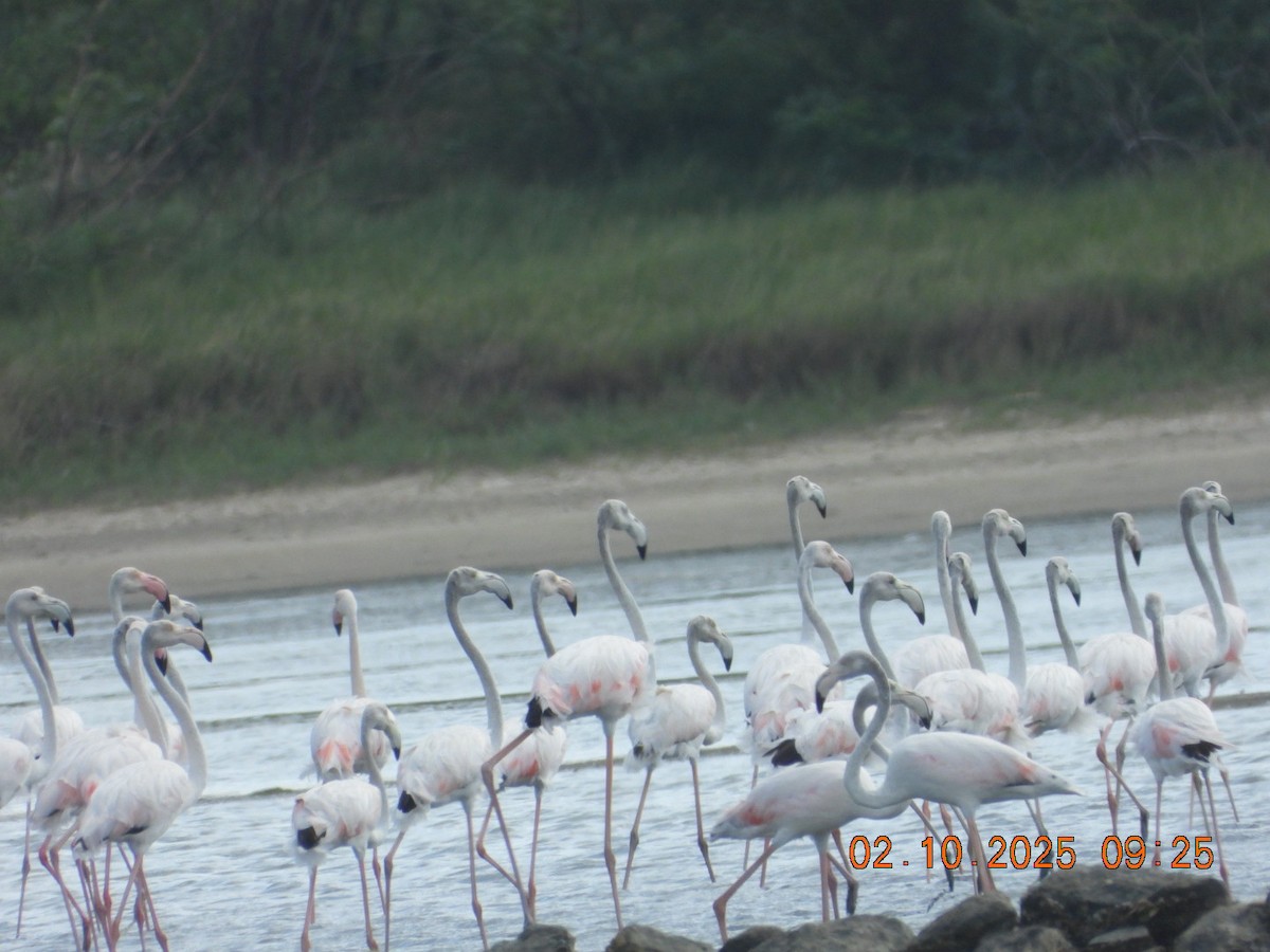 Ягаан нал - ML642969192