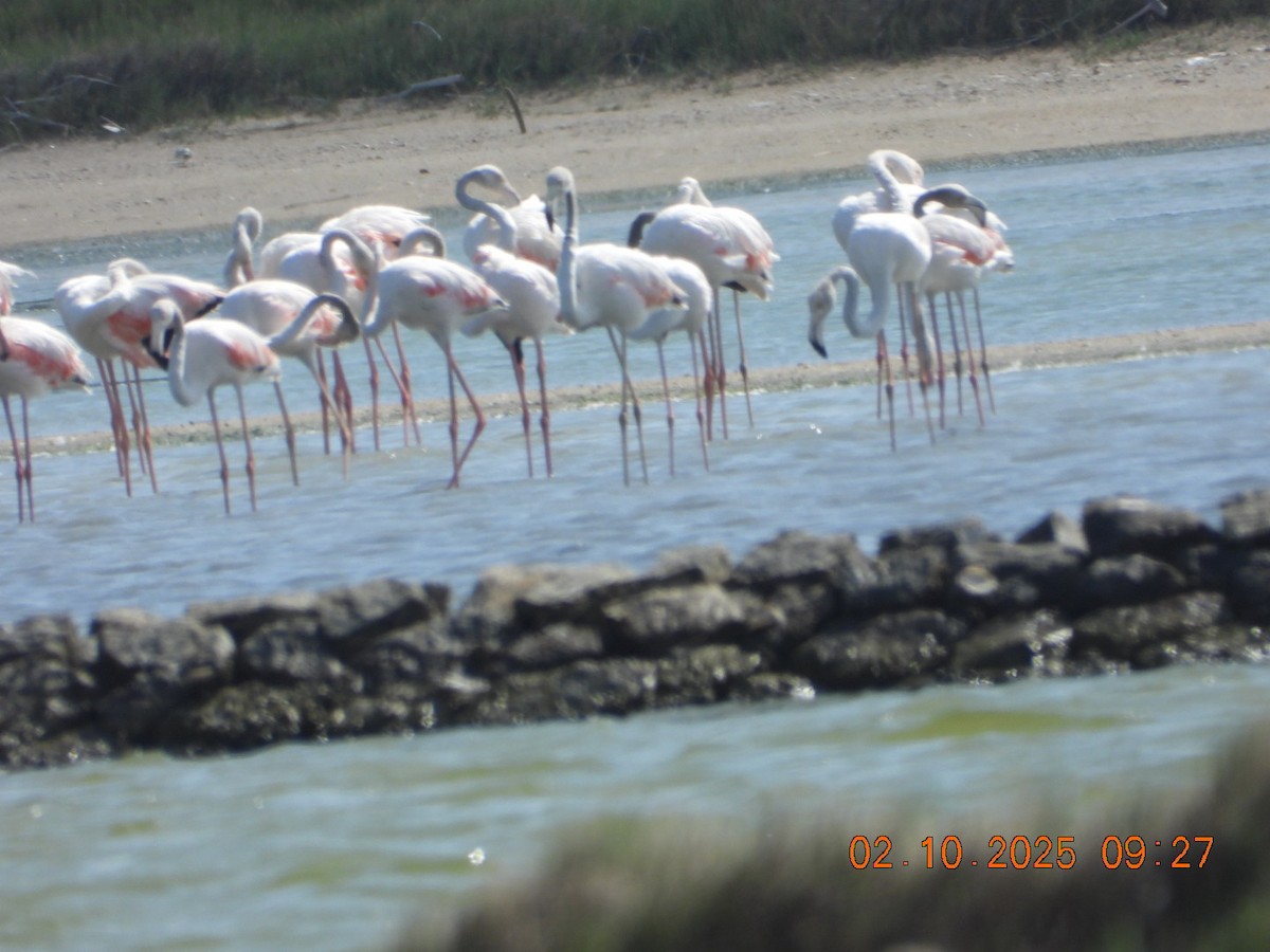 Ягаан нал - ML642969193