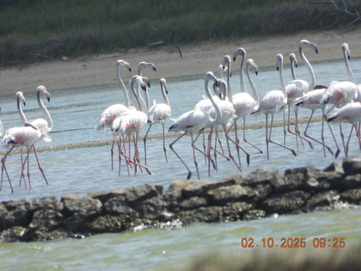 Ягаан нал - ML642969194