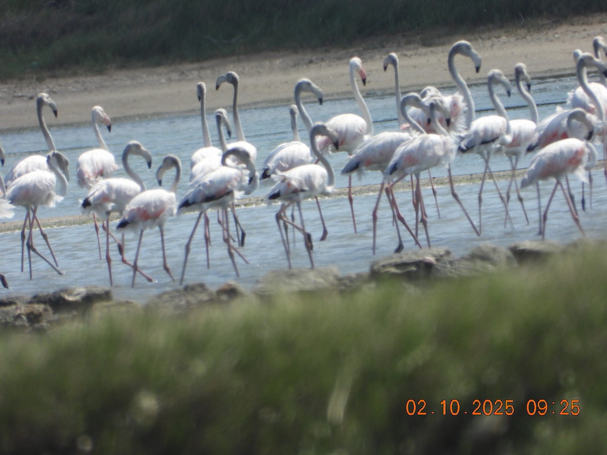 Ягаан нал - ML642969195