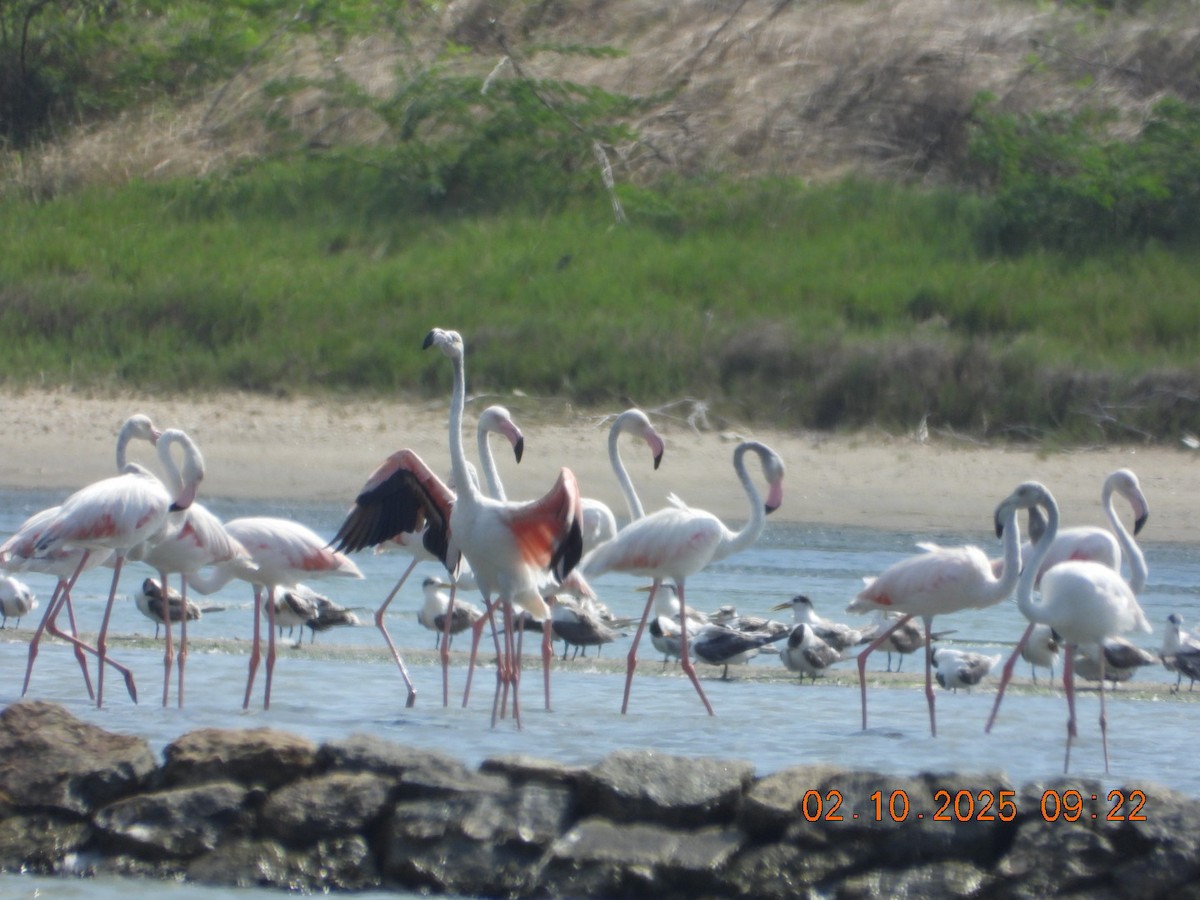 Ягаан нал - ML642969196