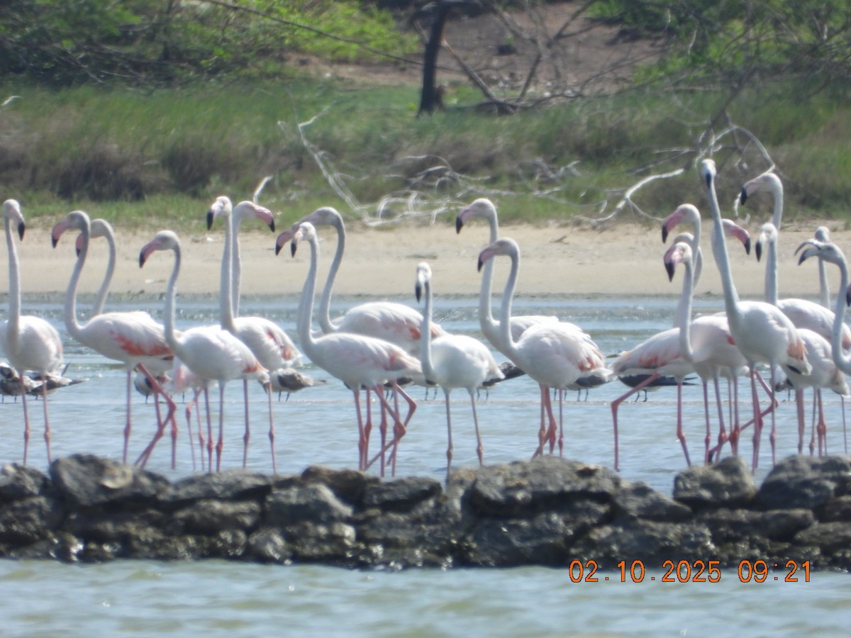 Ягаан нал - ML642969197