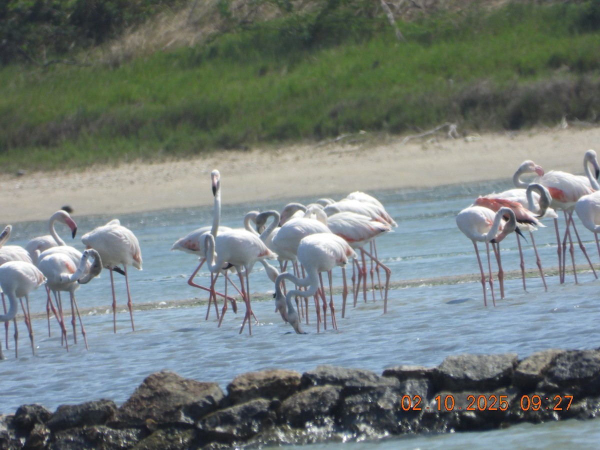 Ягаан нал - ML642969199