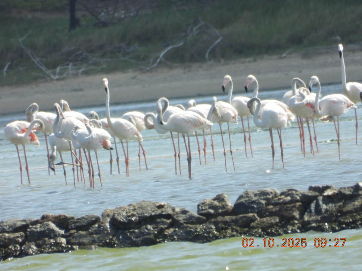 Ягаан нал - ML642969200