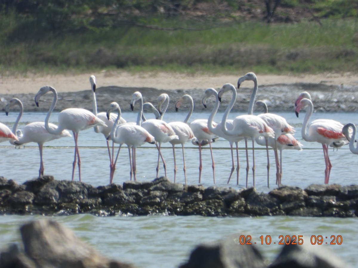 Ягаан нал - ML642969201