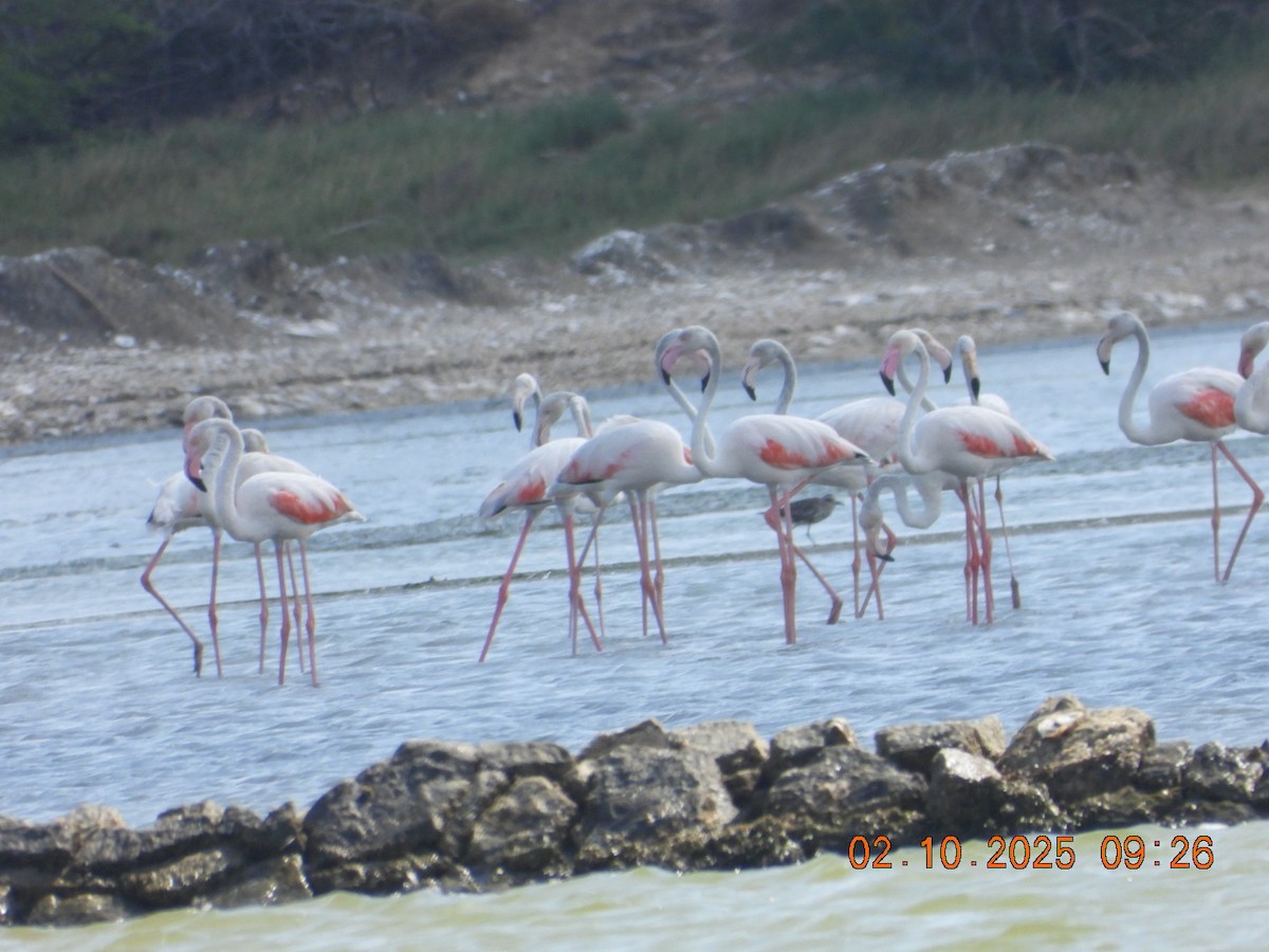 Ягаан нал - ML642969202