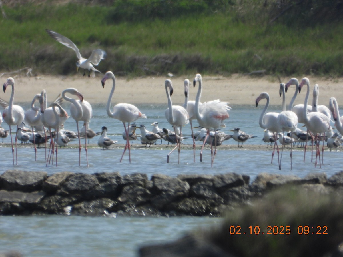 Ягаан нал - ML642969203