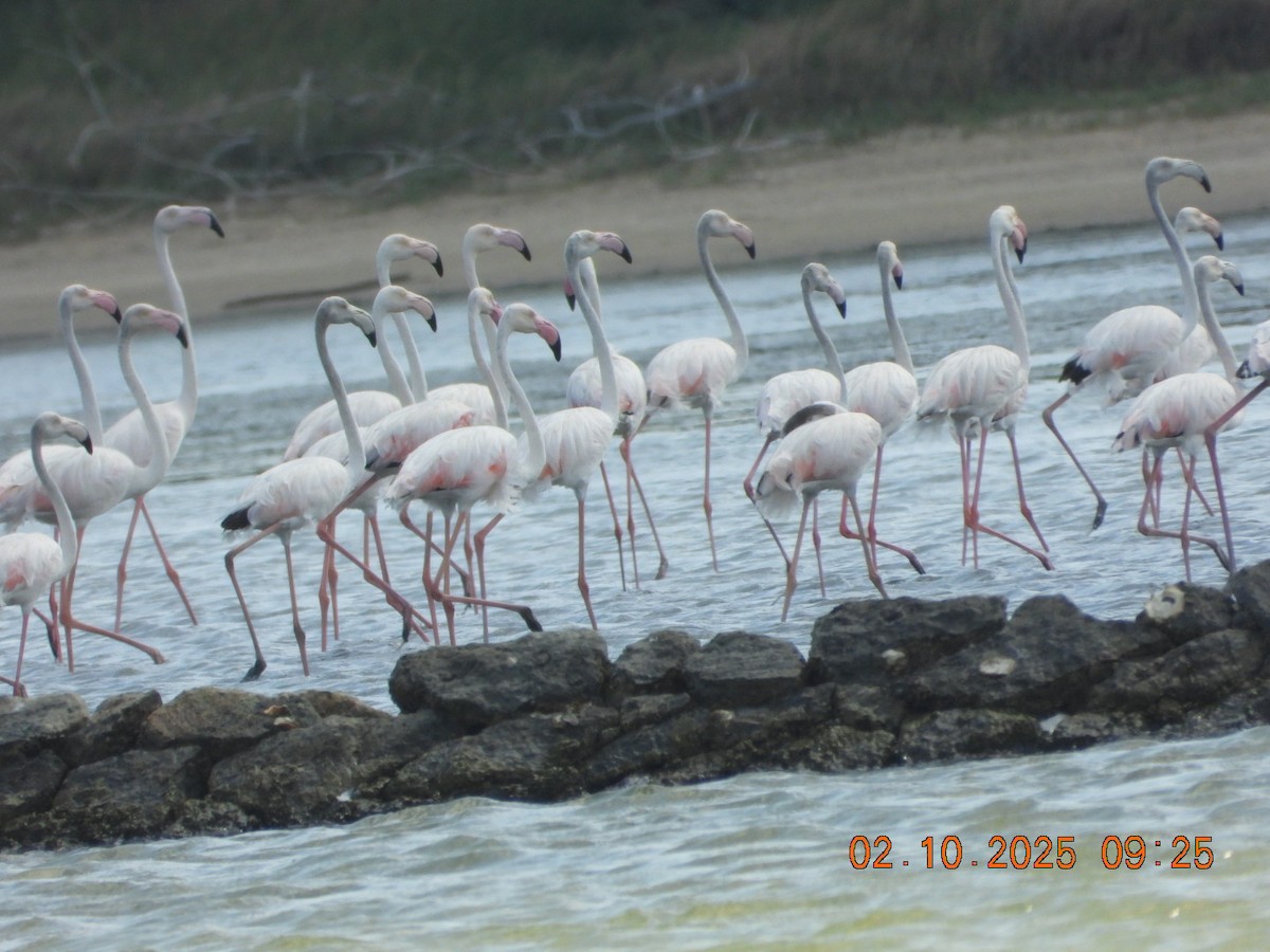 Ягаан нал - ML642969204