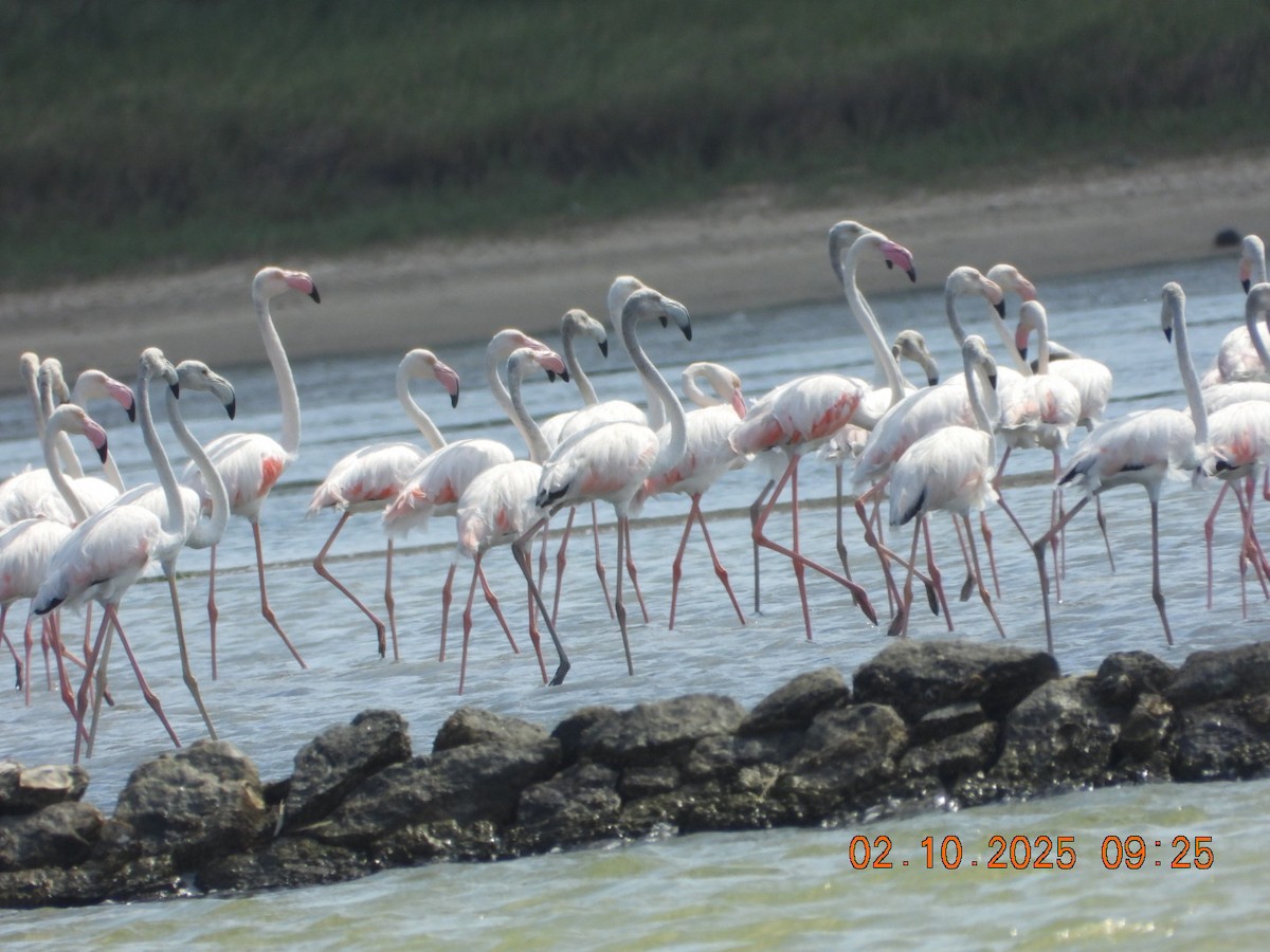 Ягаан нал - ML642969205