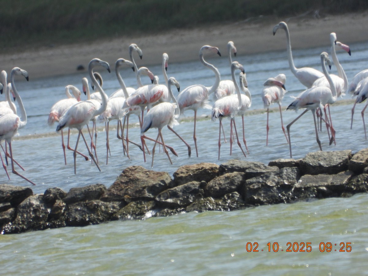 Ягаан нал - ML642969206