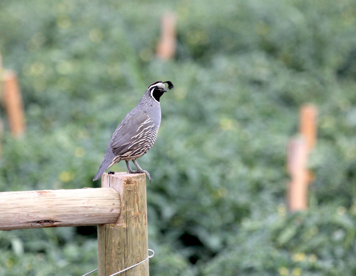 California Quail - ML642969211