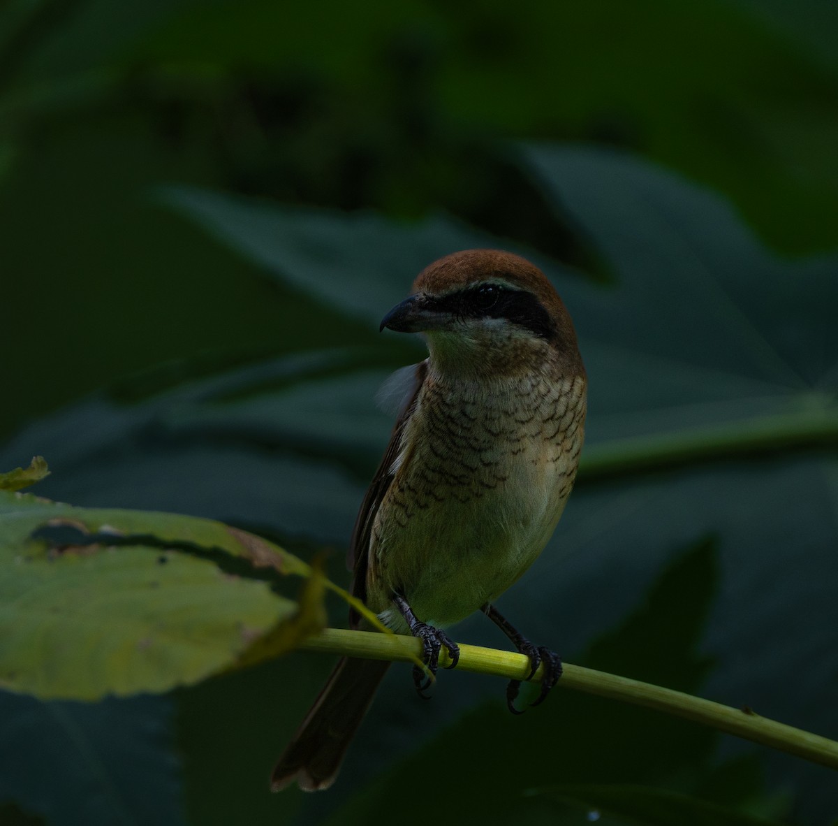 アカモズ - ML642969215