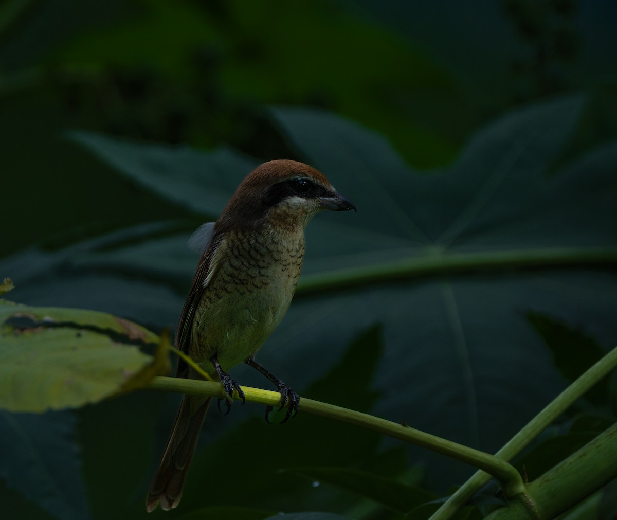 アカモズ - ML642969216
